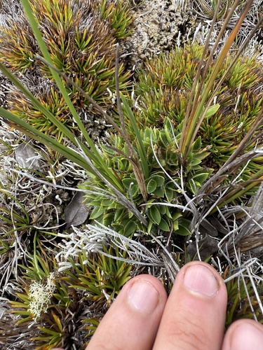 Dichanthelium isachnoides observed 2025-09-04
