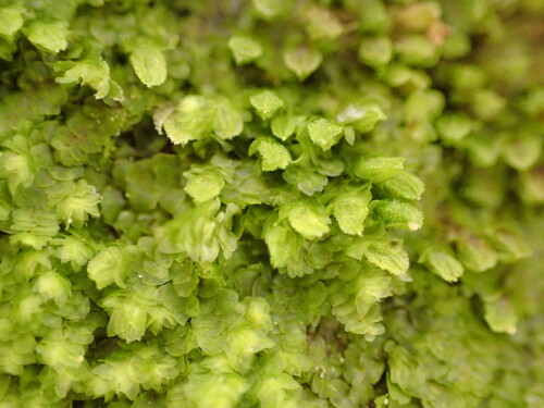 Frullania monocera