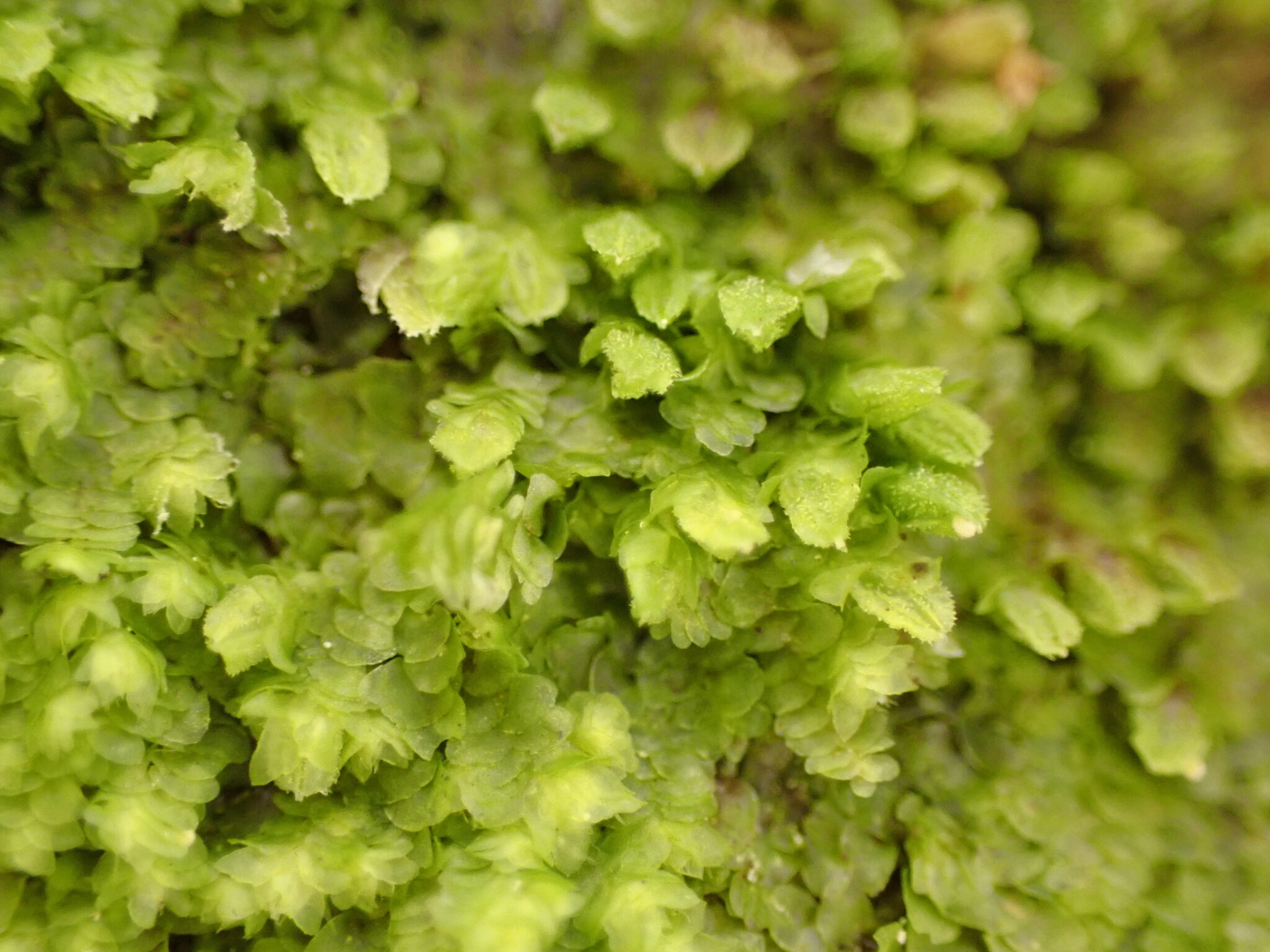 Frullania monocera