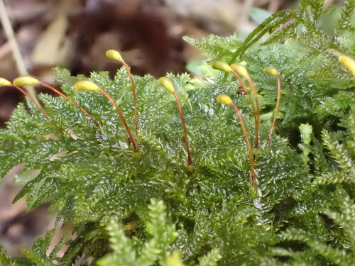 Camptochaete deflexa observed 2025-09-06