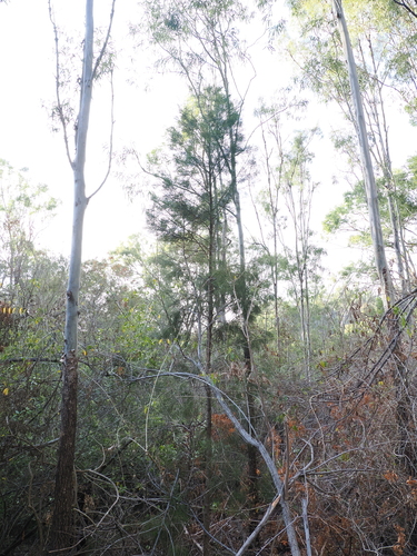 Callitris baileyi, photograph 6
