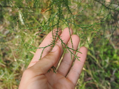 Callitris baileyi, photograph (c) Lucas Christofides, some rights reserved (CC BY)