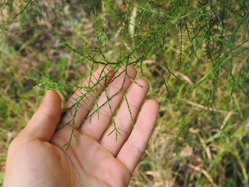 Bailey's cypress-pine (Callitris baileyi)