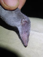 Crocidura luna