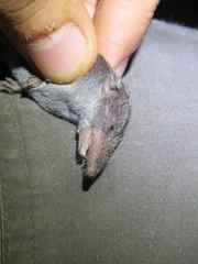 Crocidura luna