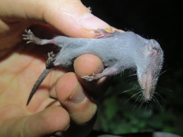 greater gray-brown musk shrew
