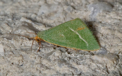 Mixochroa gratiosata