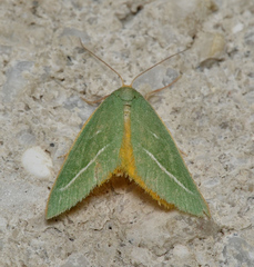 Mixochroa gratiosata