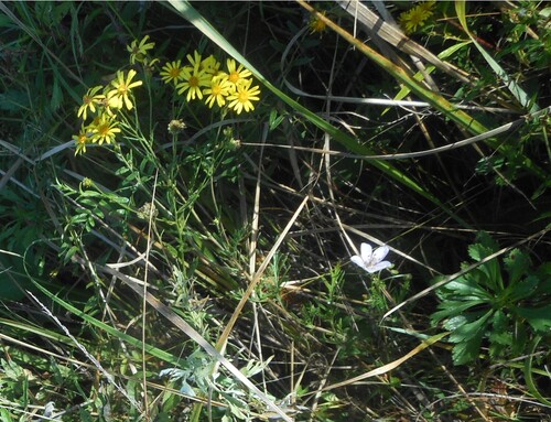 Senecio argunensis iNat (2)