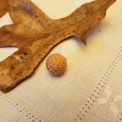 Atrusca quercuscentricola