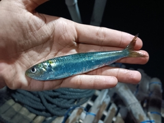 Bali Sardinella photo 5