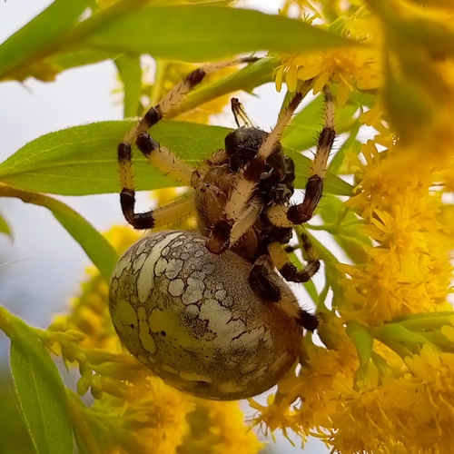 Araneus quadratus