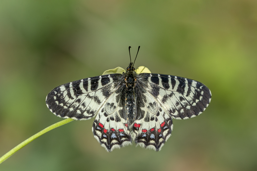 Caucasian Festoon
