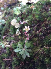 Saxifraga strigosa