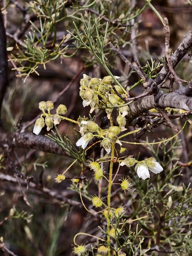 Drosera hirsuta (Drosera hirsuta)