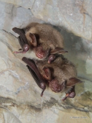 Greater Mouse-Eared Bat photo 2