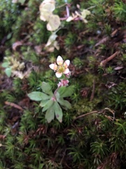 Saxifraga strigosa