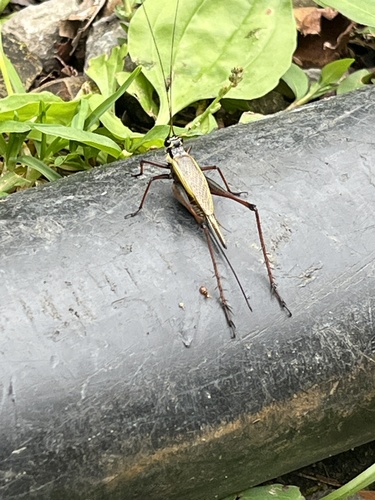 Nisitrus musicus observed 2025-09-06