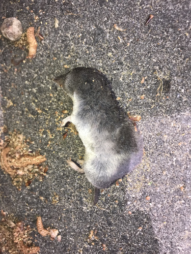 Southern Short-tailed Shrew