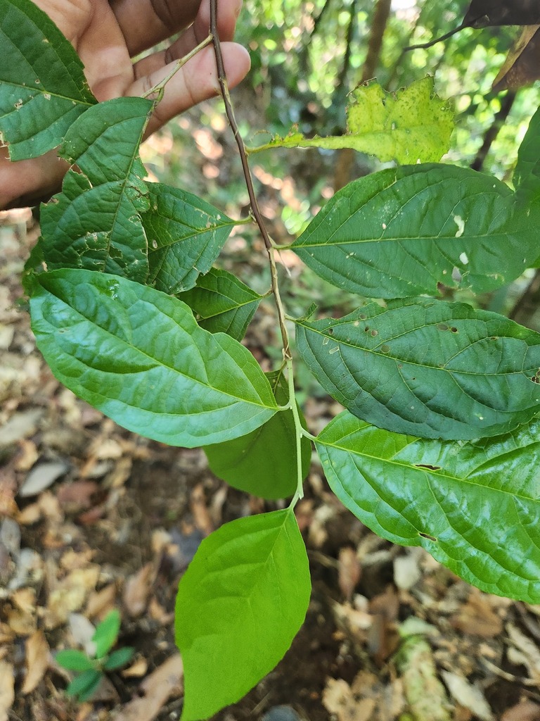 Styrax agrestis (Styrax agrestis)