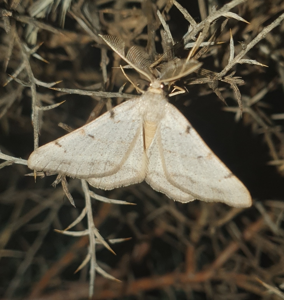 Bordered Grey