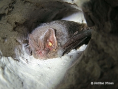 Barbastella barbastellus