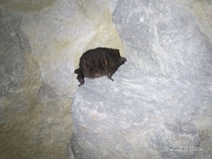 Barbastella barbastellus