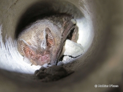 Barbastella barbastellus