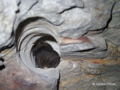 Barbastella barbastellus