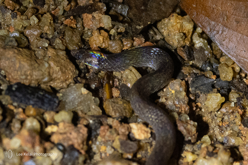 Photo of a Günther's Rough-sided Snake (Aspidura guentheri)