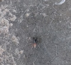 Metacyrba taeniola similis