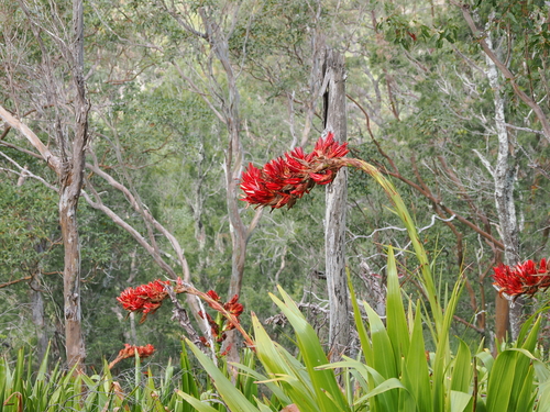Giant spear lily (Doryanthes palmeri)