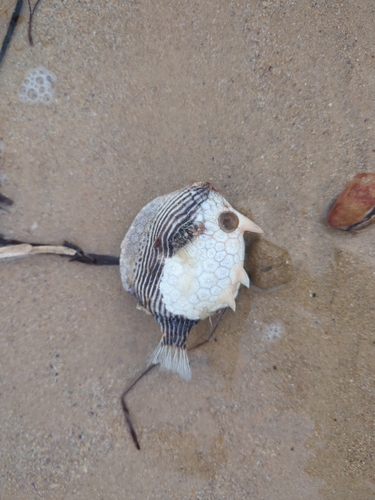 Ornate cowfish (Aracana ornata) — Aracanidae — 3