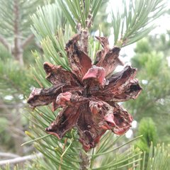Pinus cembroides