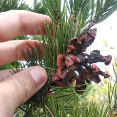 Pinus cembroides