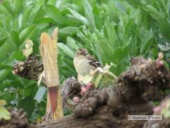Fringilla coelebs moreletti