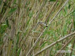 Fringilla coelebs moreletti