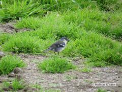 Fringilla coelebs moreletti