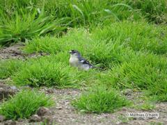 Fringilla coelebs moreletti