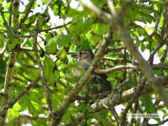 Fringilla coelebs moreletti