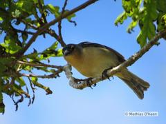 Fringilla coelebs moreletti