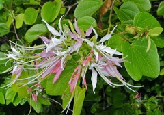 Bauhinia divaricata