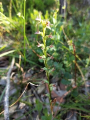 Prasophyllum fitzgeraldii