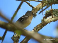 Fringilla coelebs moreletti