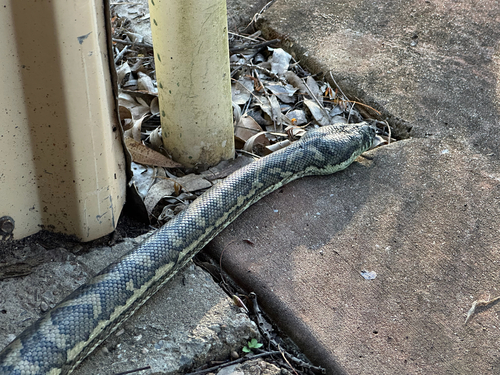 Coastal Carpet Python sighting