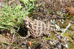 Phrynosoma orbiculare