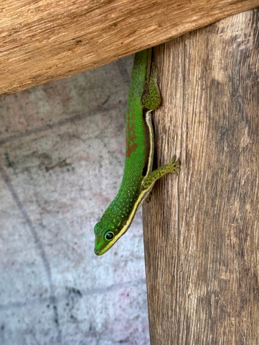 Striped Day Gecko