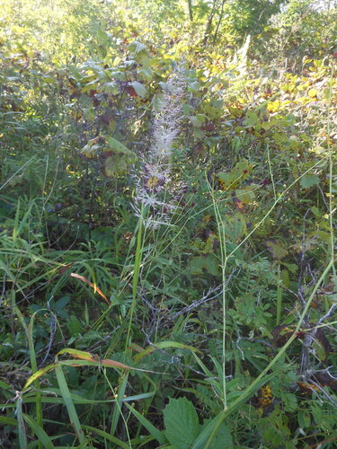 Calamagrostis brachytricha iNat (3)