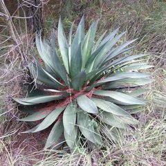 Agave