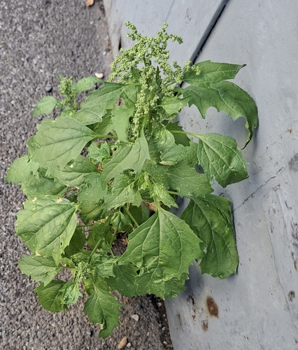 Chenopodium murale iNat (2)